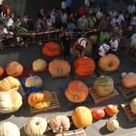 IV Feria de calabazas gigantes Valtierra 2012